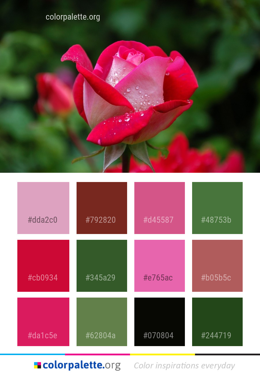 Rose Color Palette ideas colorpalette